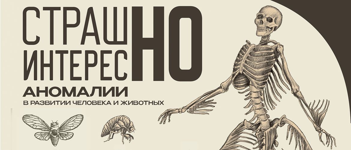 anatomikus_0aa94fe38e.jpg