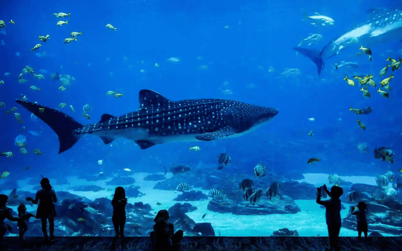 aquarium_e3ff4fd2dd.jpg