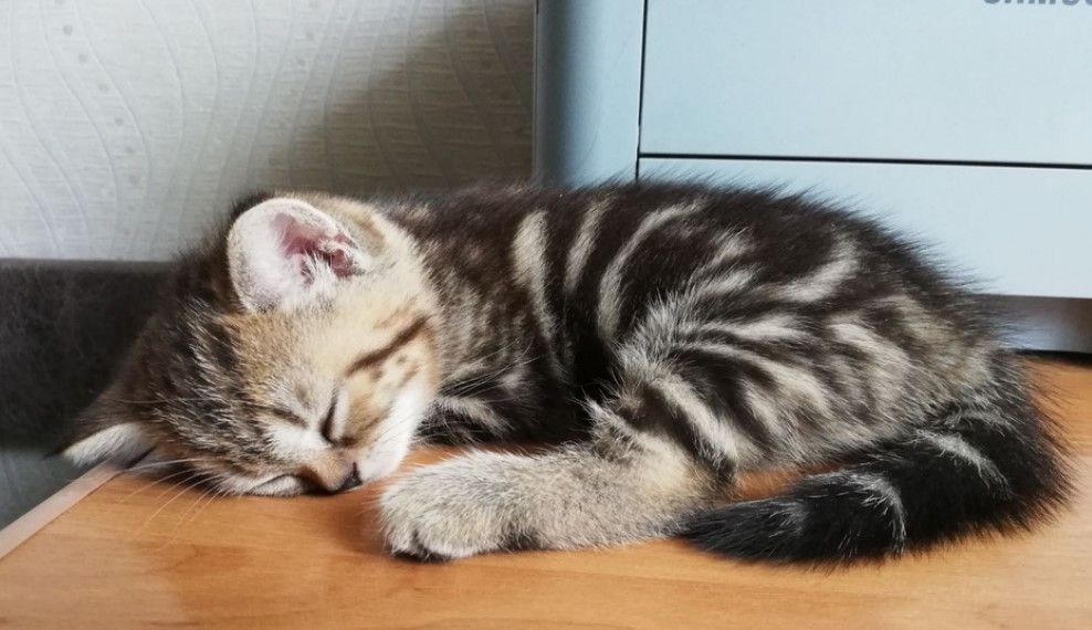 kitya_23ccbdf129.jpg