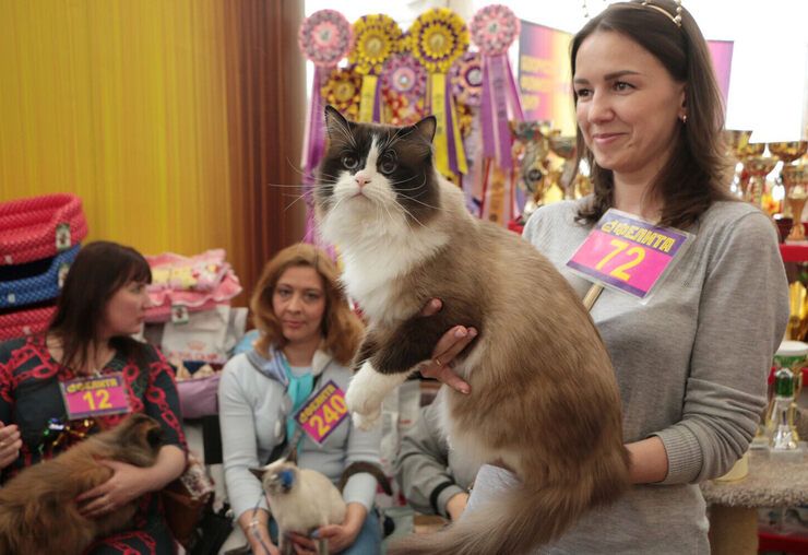 кошачья выставка