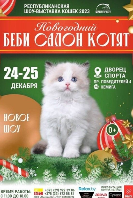 koshki_64beda2134.jpg