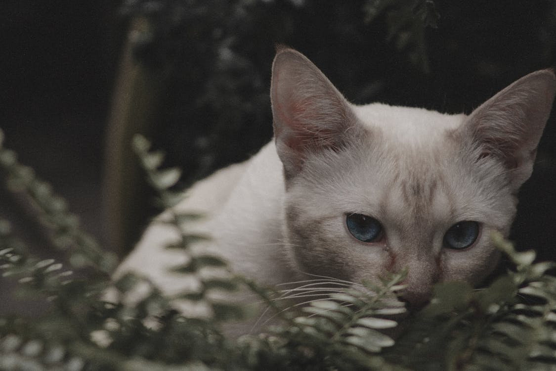 котик в зелени