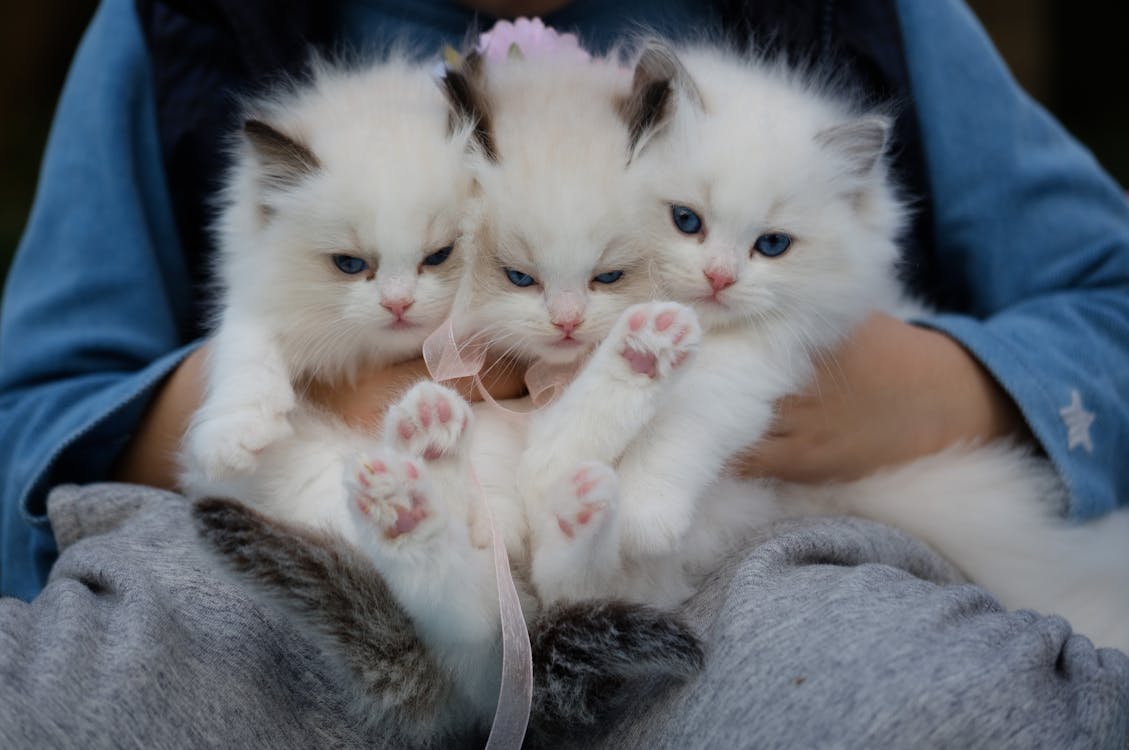 котята эрмитаж