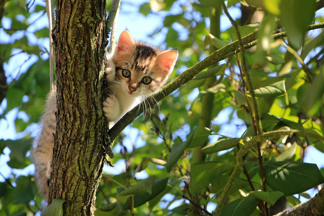 выставка кошек